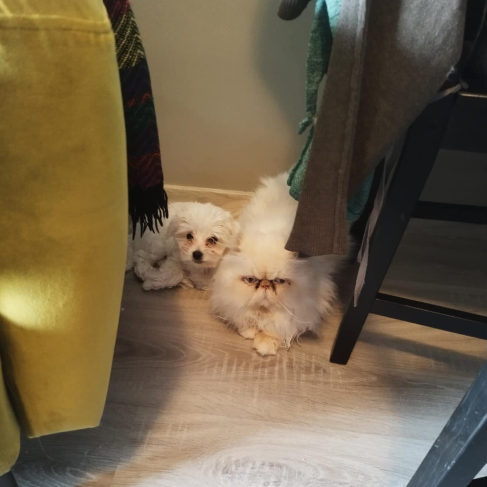 5ff7e712-e021-45f9-9bc5-a5ab87a86bdd (1)